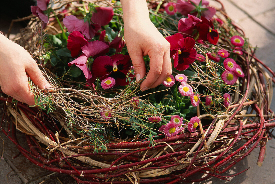 Frühlingsarrangement mit Viola 'Fama Rot' und Bellis