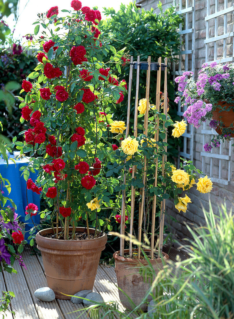 Climbing rose 'Flammentanz' and climbing rose with yellow flowers