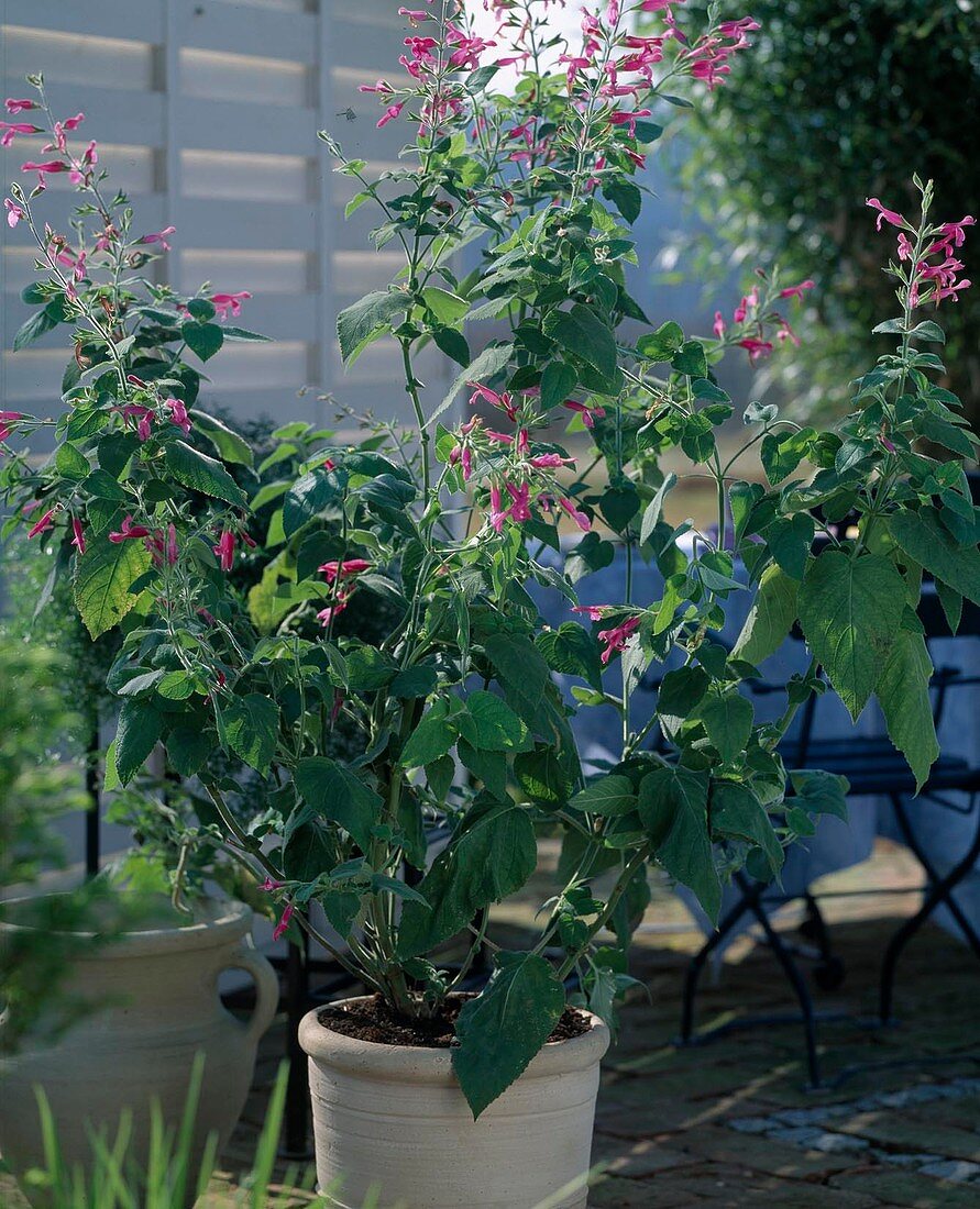 Salvia dorisiana