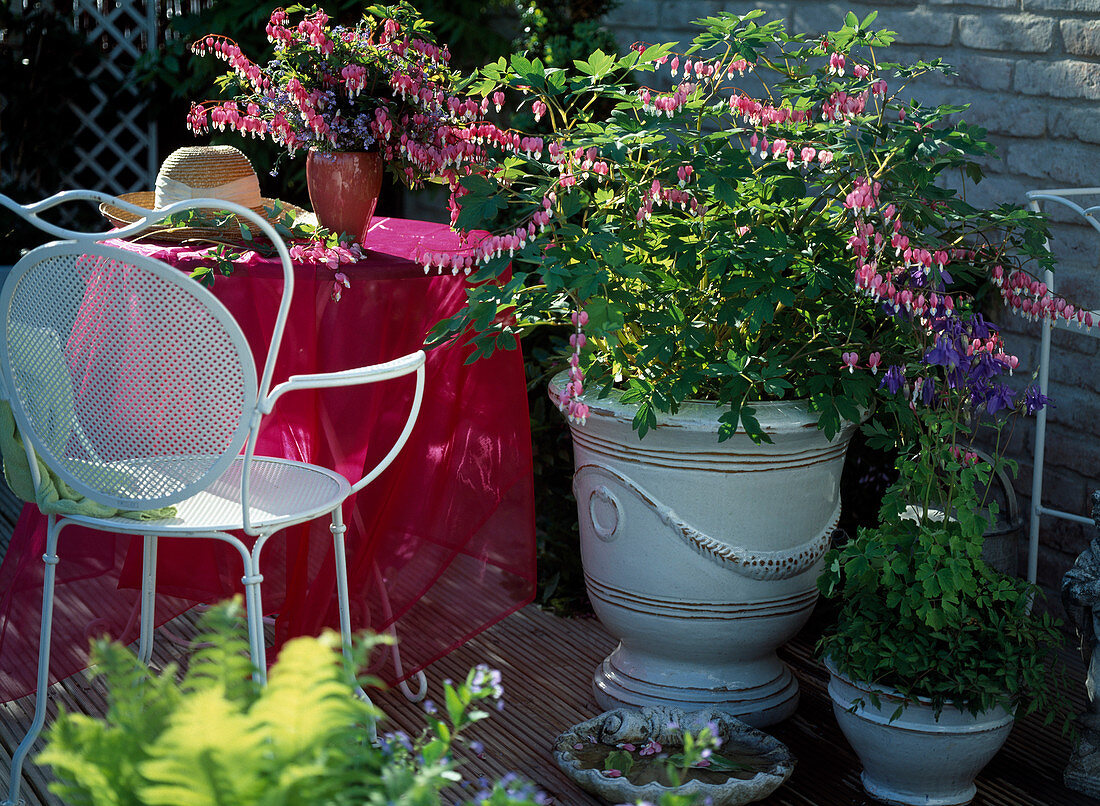 Terrace with Dicentra spectabilis (watery heart), Aquilegia