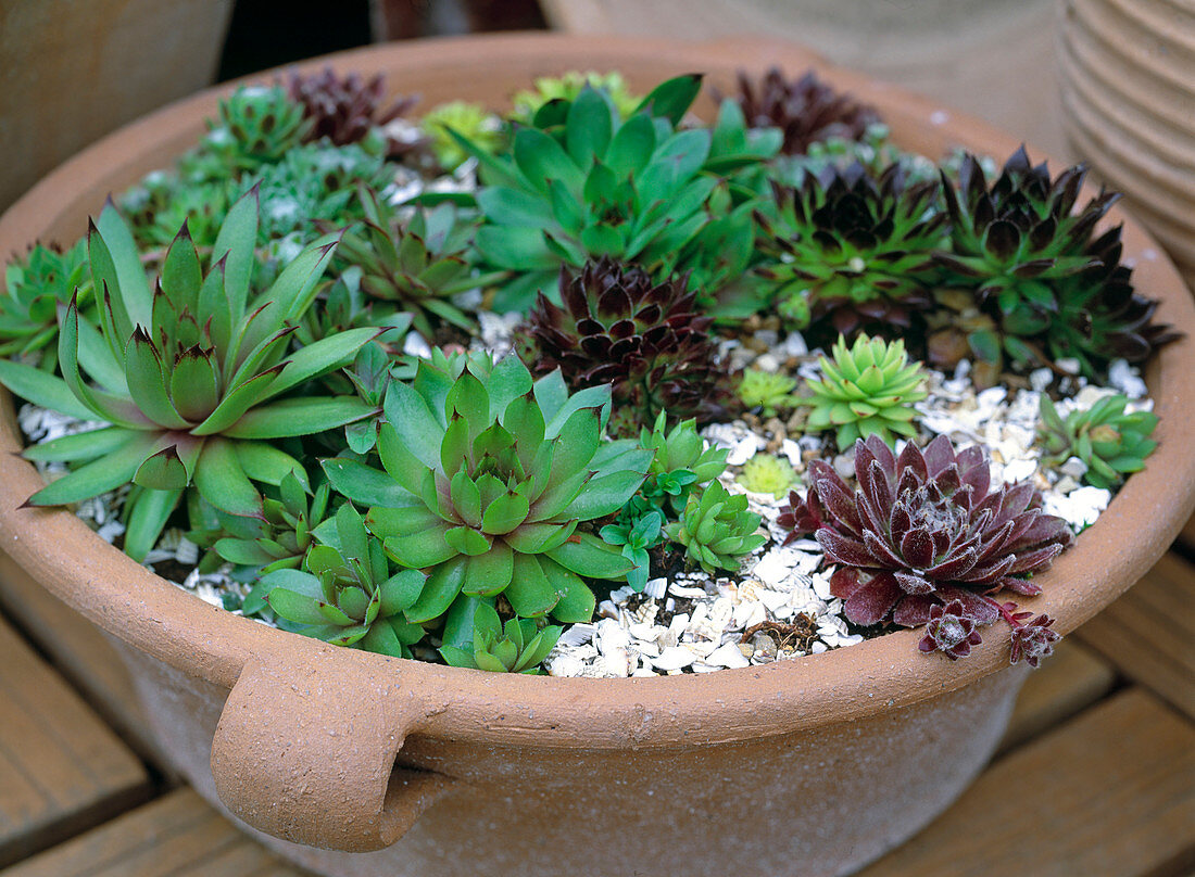 Diverse Sempervivum-Arten in flacher Tonschale