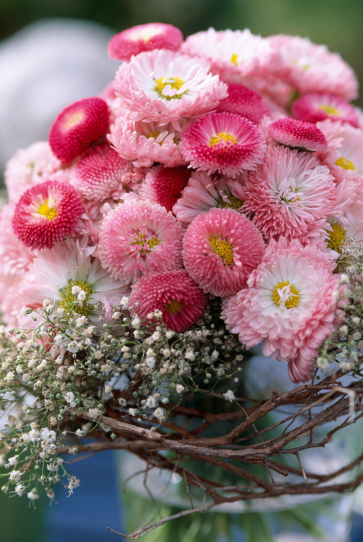 Bellis / Gänseblümchen, Gypsophila / Schleierkraut