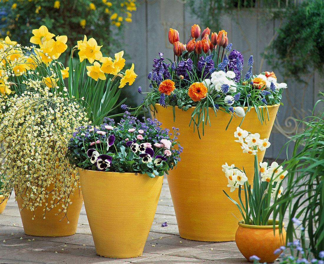Yellow pots with Narcissus 'Golden Harvest', Myosotis