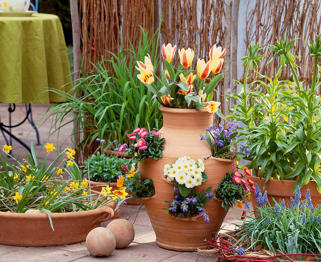 Pocket Amphora, Tulipa, Primula, Bellis, Scilla