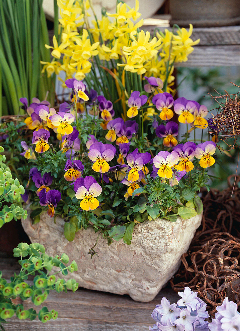 Viola cornuta / Hornveilchen, Narcissus 'Hawera'