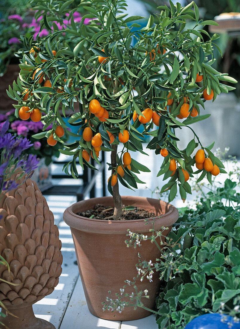 Fortunella margarita (oval kumquat) on balcony