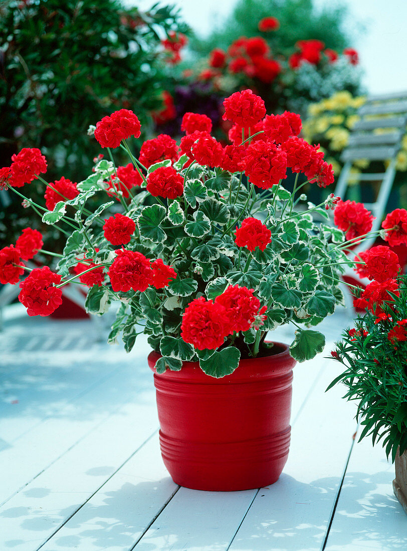 Pelargonium Zonale-Hybr. 'Cardine Schmidt' syn. 'Wilhelm