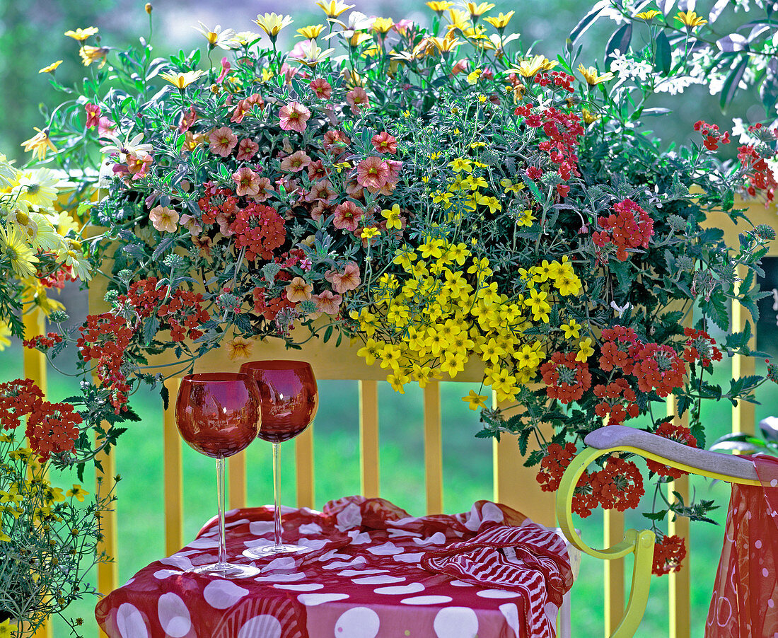 Yellow balcony with Verbena hybrid 'Babylon Cherry Red', Petunia