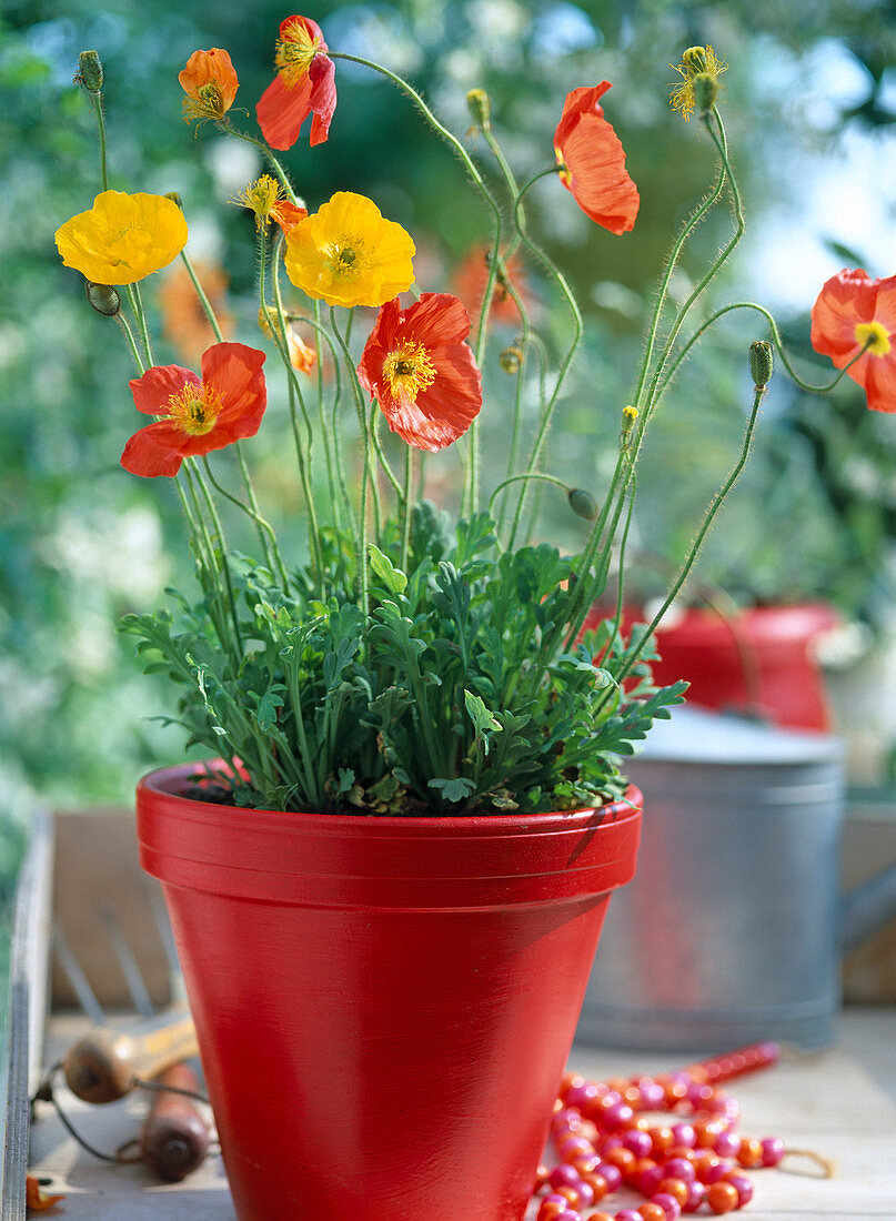 Papaver nudicaule