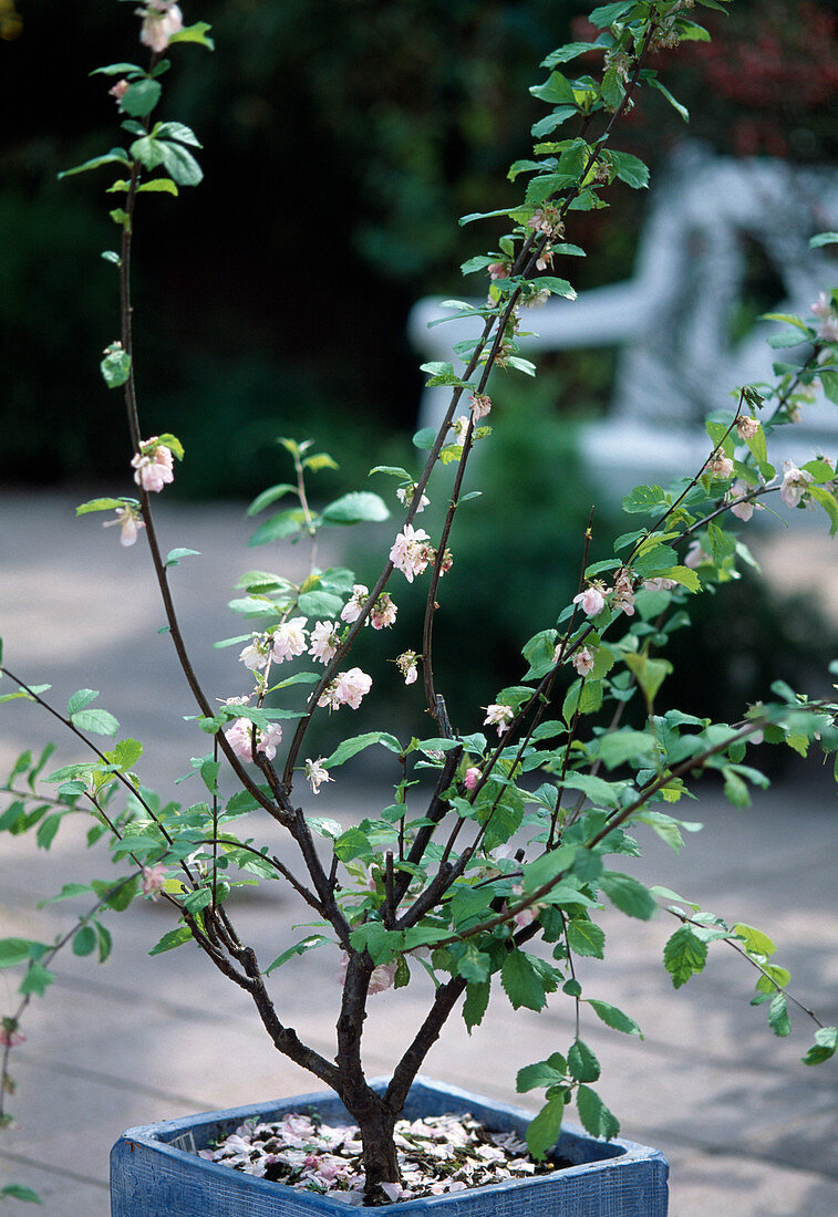 Prunus triloba / Mandelbäumchen