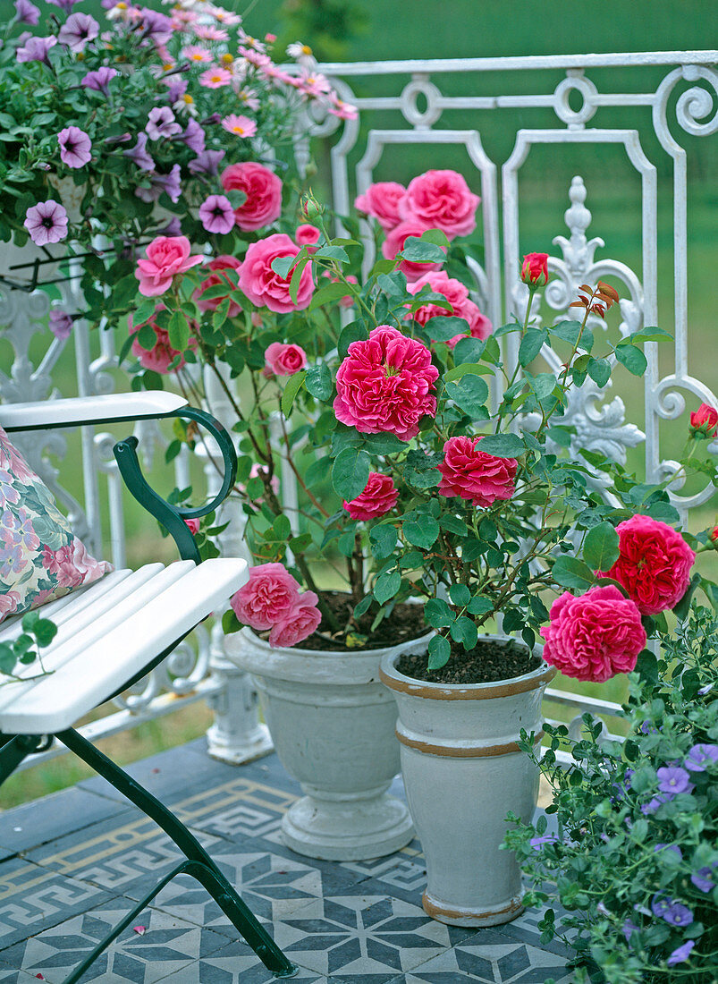 English fragrant shrub roses in a glazed pot