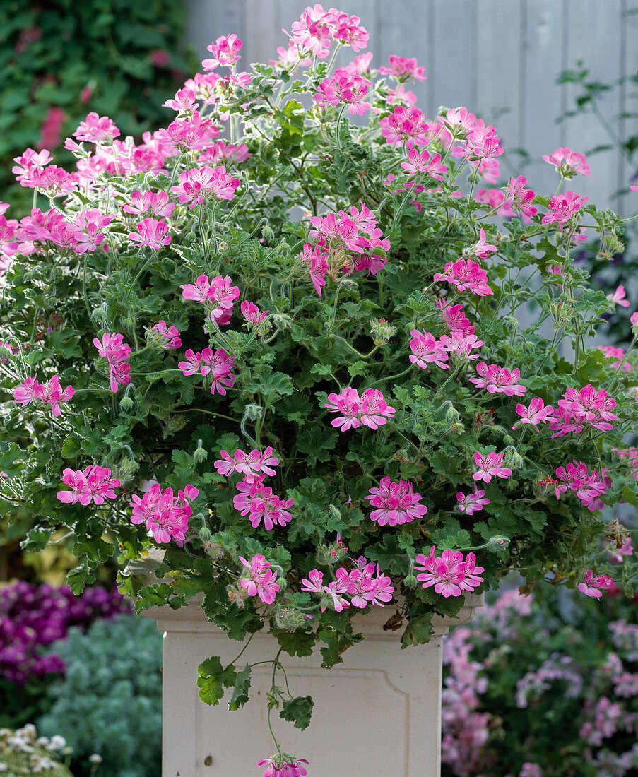 Pelargonium 'Pink Champagne'