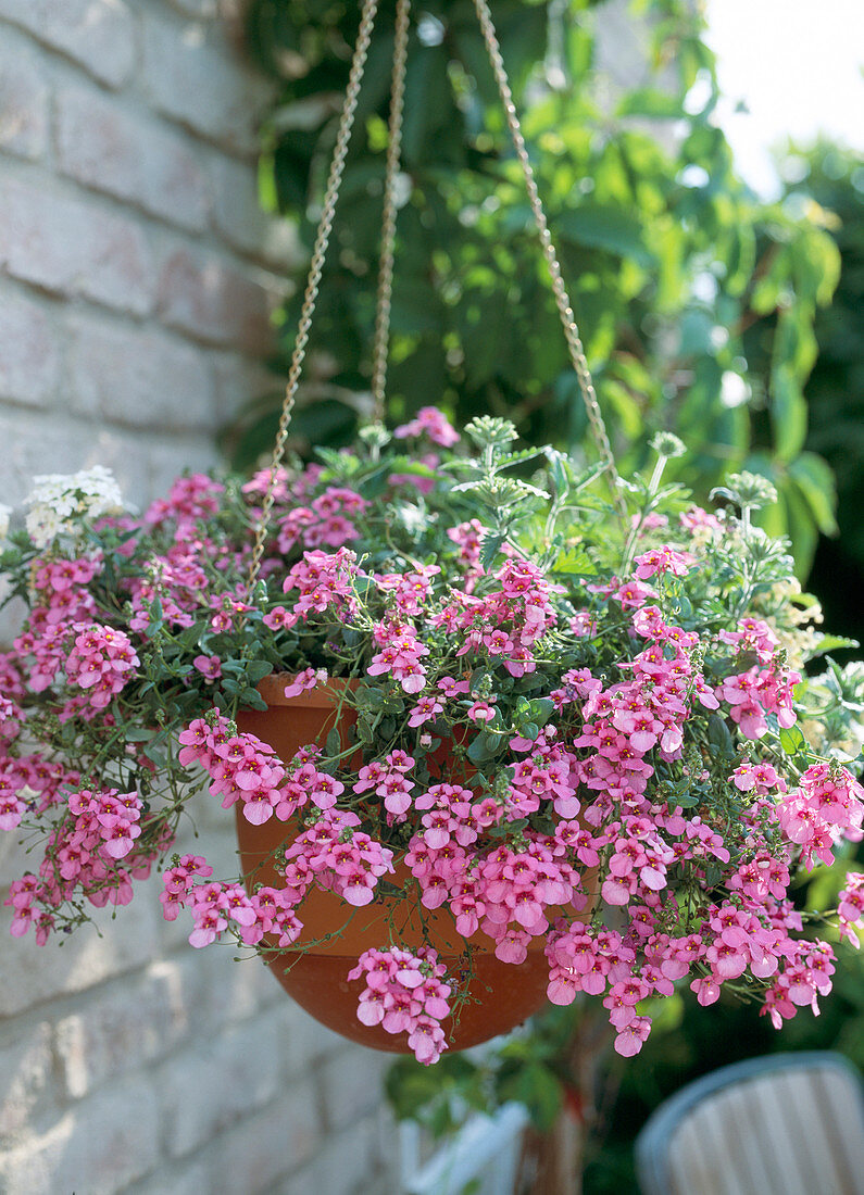 Diascia barberae (Elfensporn)