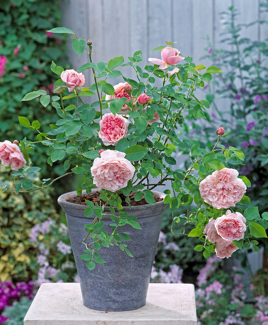 English rose 'Abraham Darby', perfume rose, bed rose more often