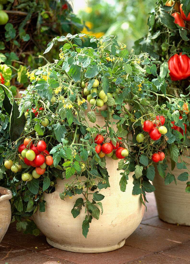 Tomate (Lycopersicum esculentum) 'Whippersnapper'