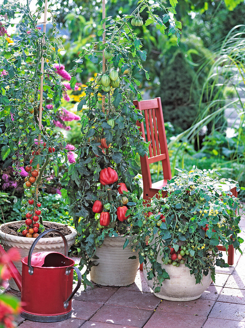 Tomatoes 'Picolino', 'Cogwheel', 'Dreikäsehoch'