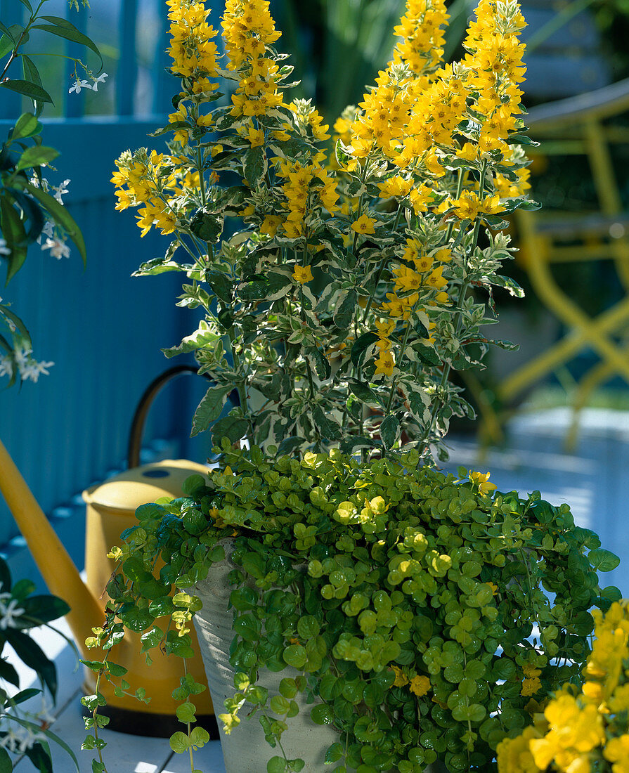 Lysimachia punctata 'Variegata' (Gold-Felberich), Lysimachia