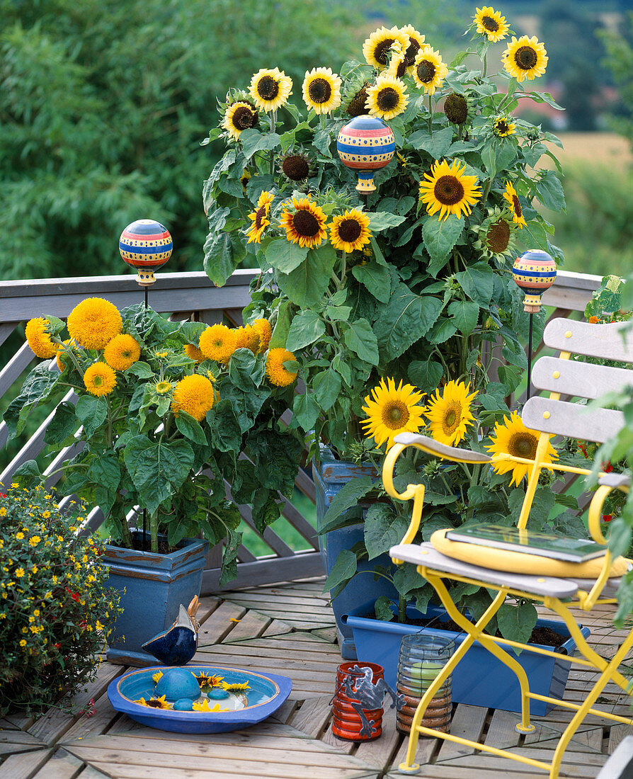 Helianthus annuus 'Teddybär' (gefüllt), 'Pacino' (unten),