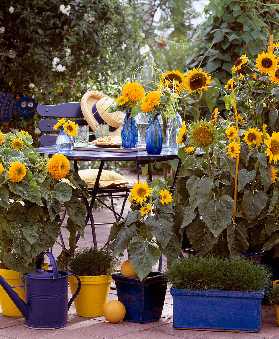 Helianthus annuus 'Teddy', 'Sonja', 'Prado Gold'