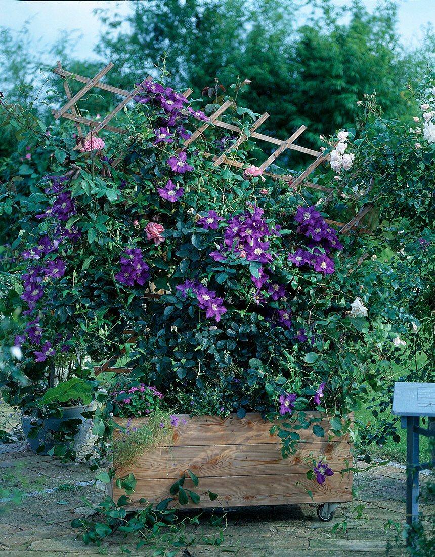 Clematis hybrid 'Jackmannii', climbing rose