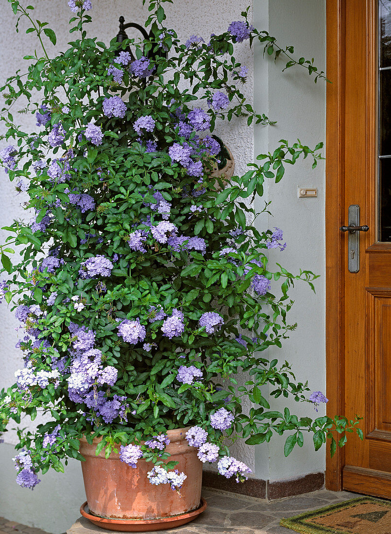 Plumbago auriculata (Bleiwurz)