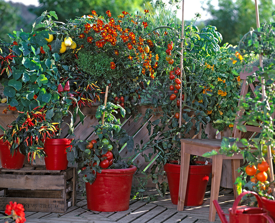 Farmhouse balcony with Capsicum 'Medusa', tomato, Tagetes 'Favorite Red',