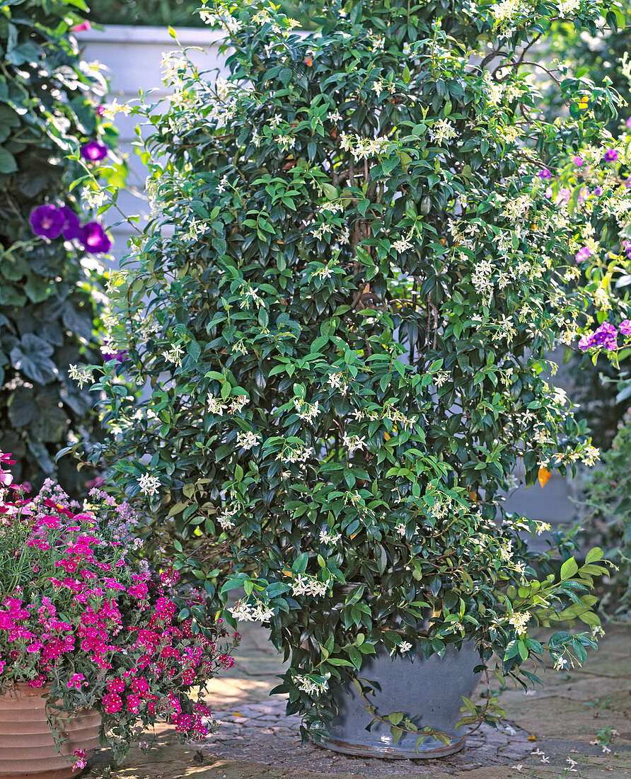 Trachelospermum jasminoides (Sternjasmin)