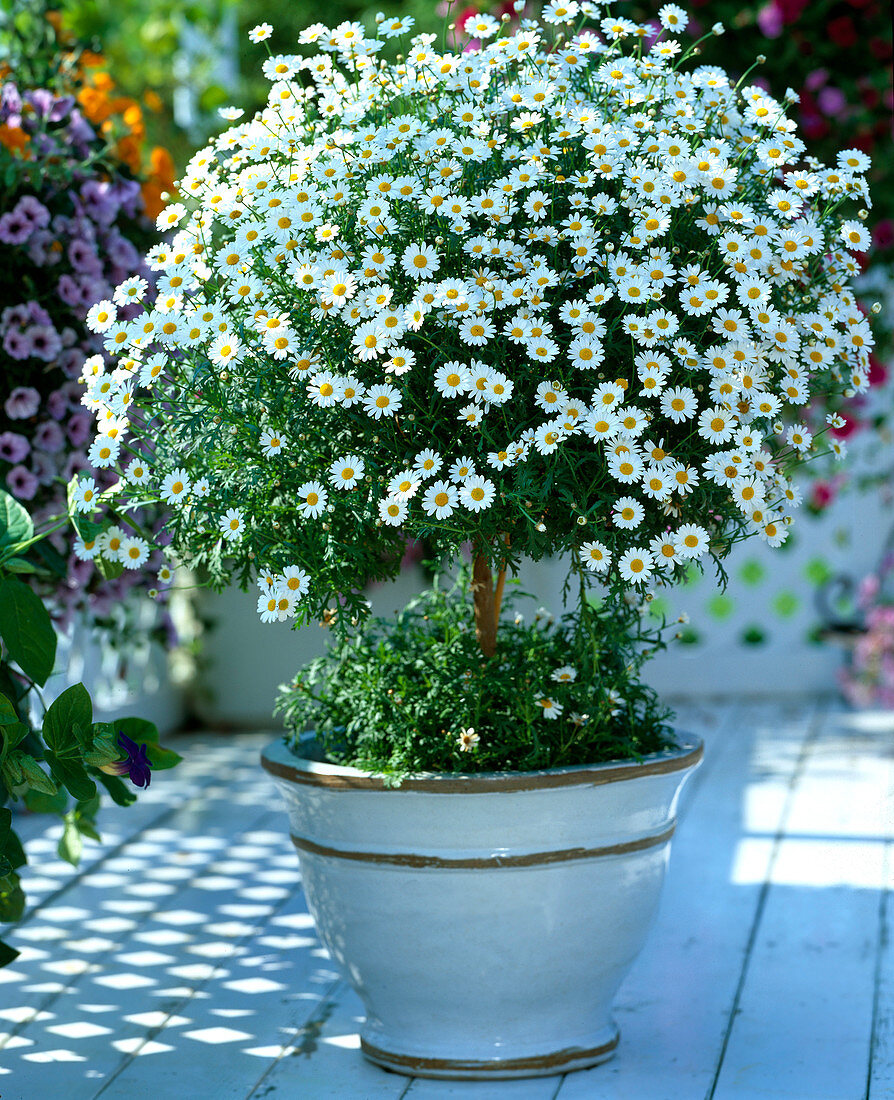 Argyranthemum frutescens (Margeriten-Stämmchen)