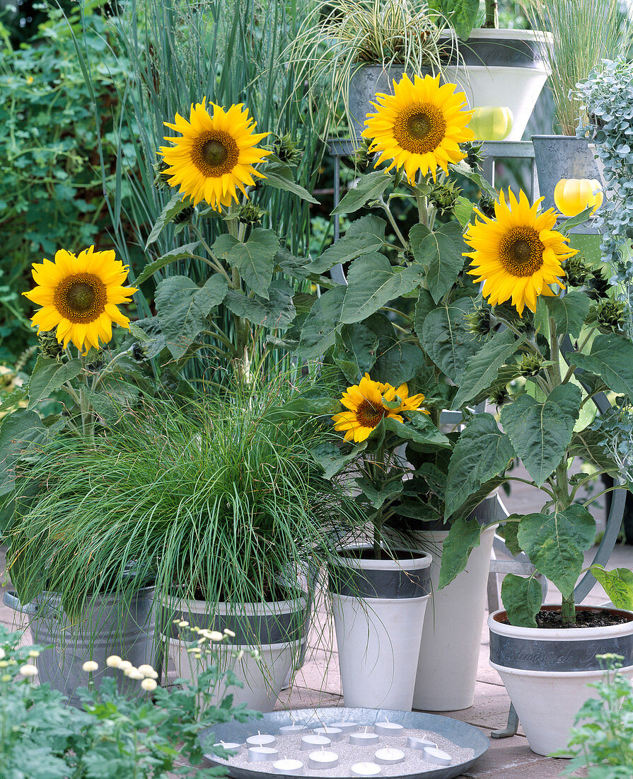 Helianthus annuus 'Soraya' (Sonnenblume)