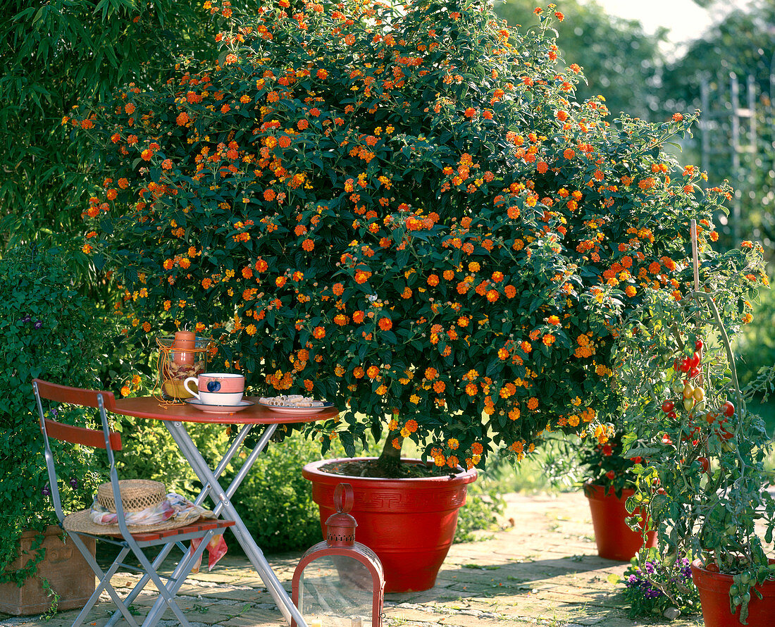 Lantana-Camara-Hybr. 'Prof. Raoux' (Wandelröschen)