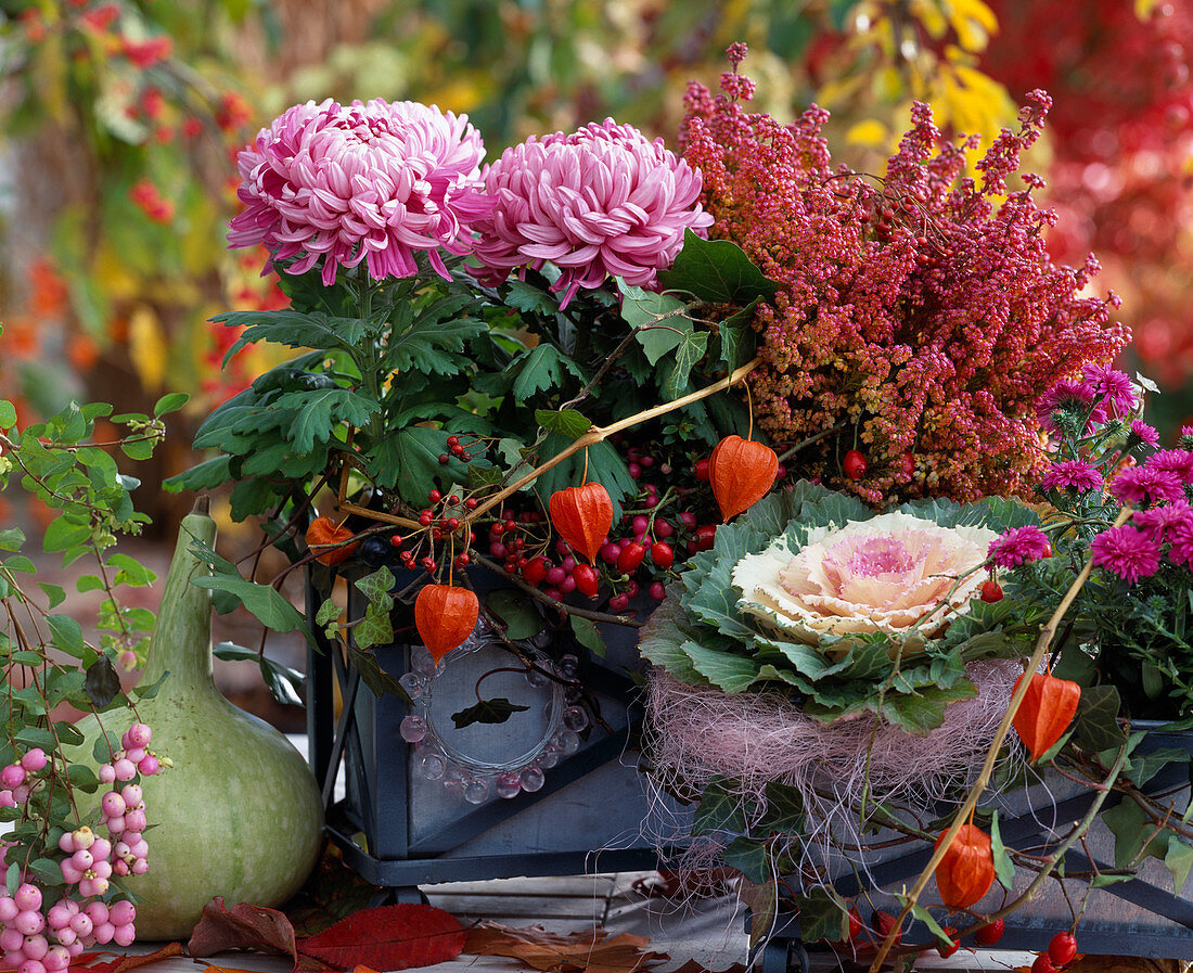 Blechkasten mit Dendranthema / Herbstchrysantheme, Erika besprüht, Brassica