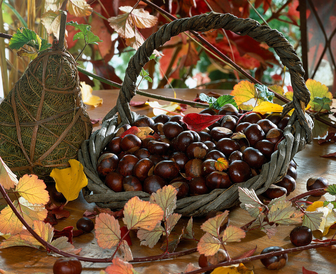 Basket with chestnuts (Aesculus)