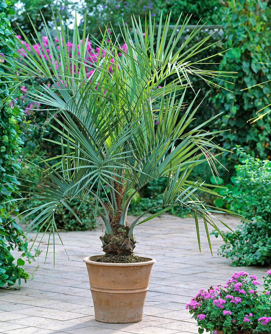 Phoenix Canariensis