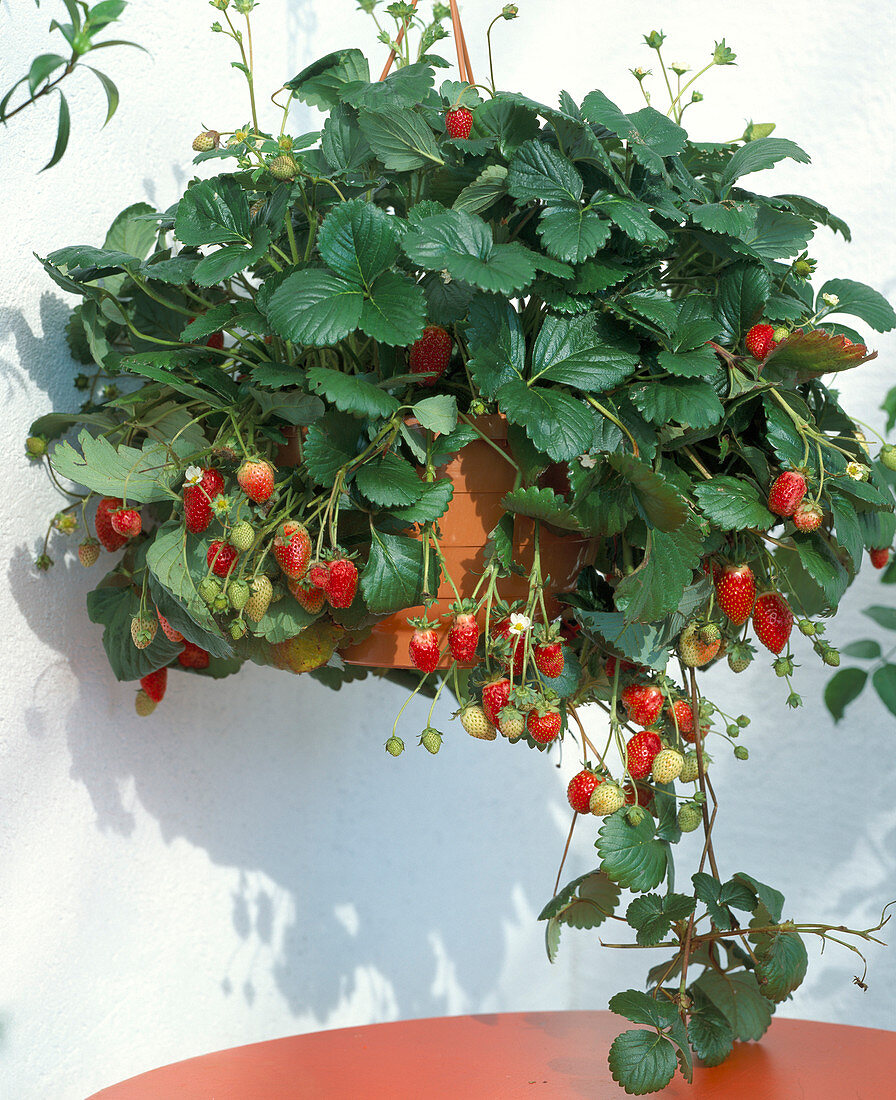 Erdbeere 'Elan' f1-Hybriden