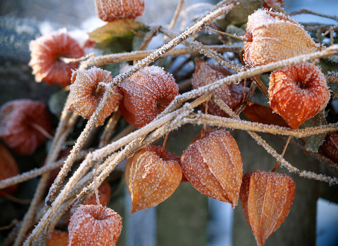 Physalis (lampion flower) with hoarfrost