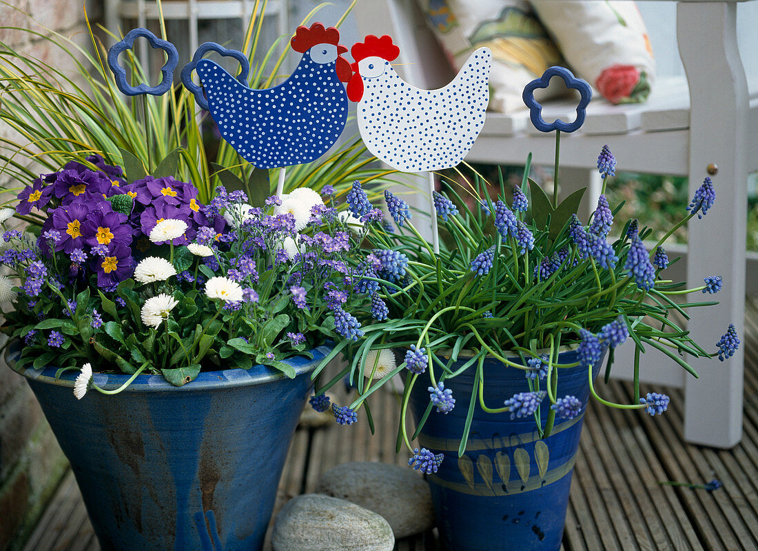 Blaue Töpfe mit Primula acaulis / Kissenprimel, Myosotis