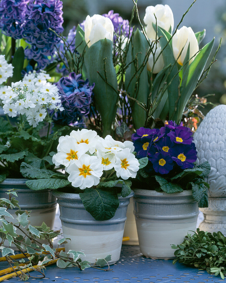 Primula acaulis / Kissenprimel, Primula obconica, Tulipa / Tulpen