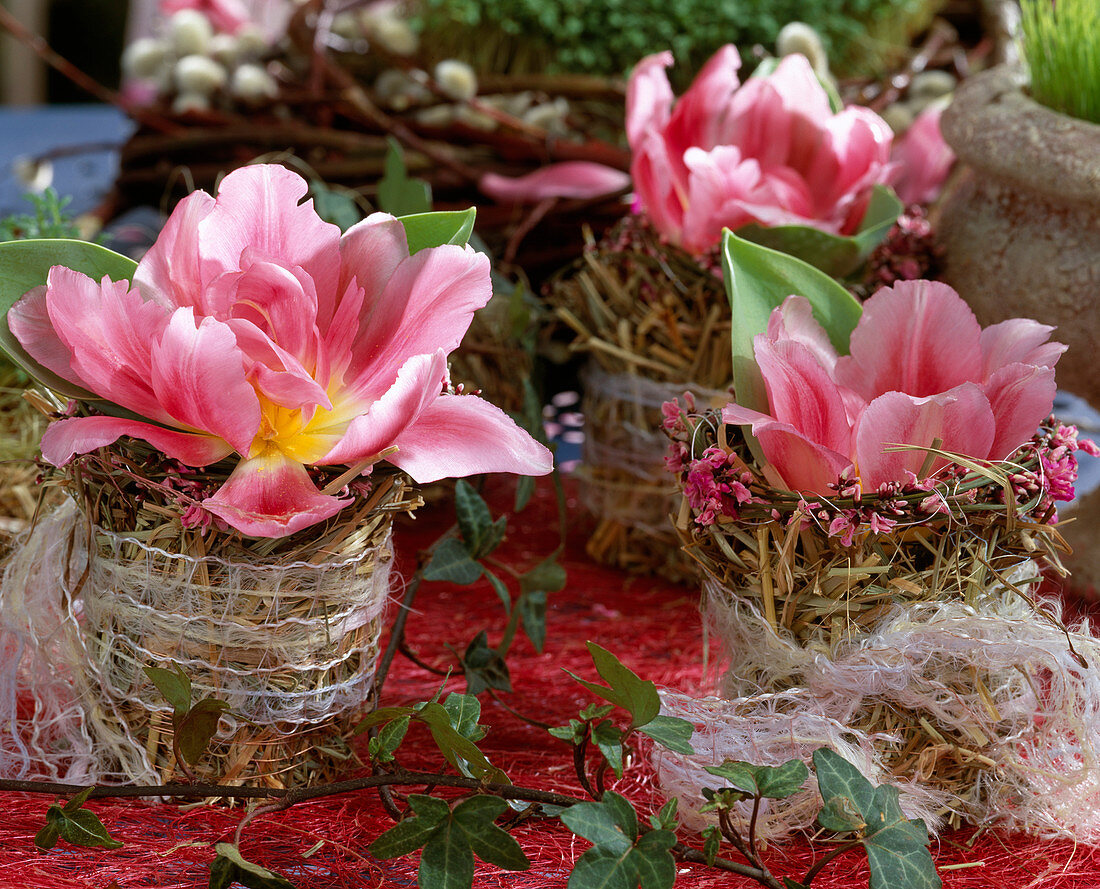 Tulipa 'Angelique' (tulip) in glasses with hay sleeves