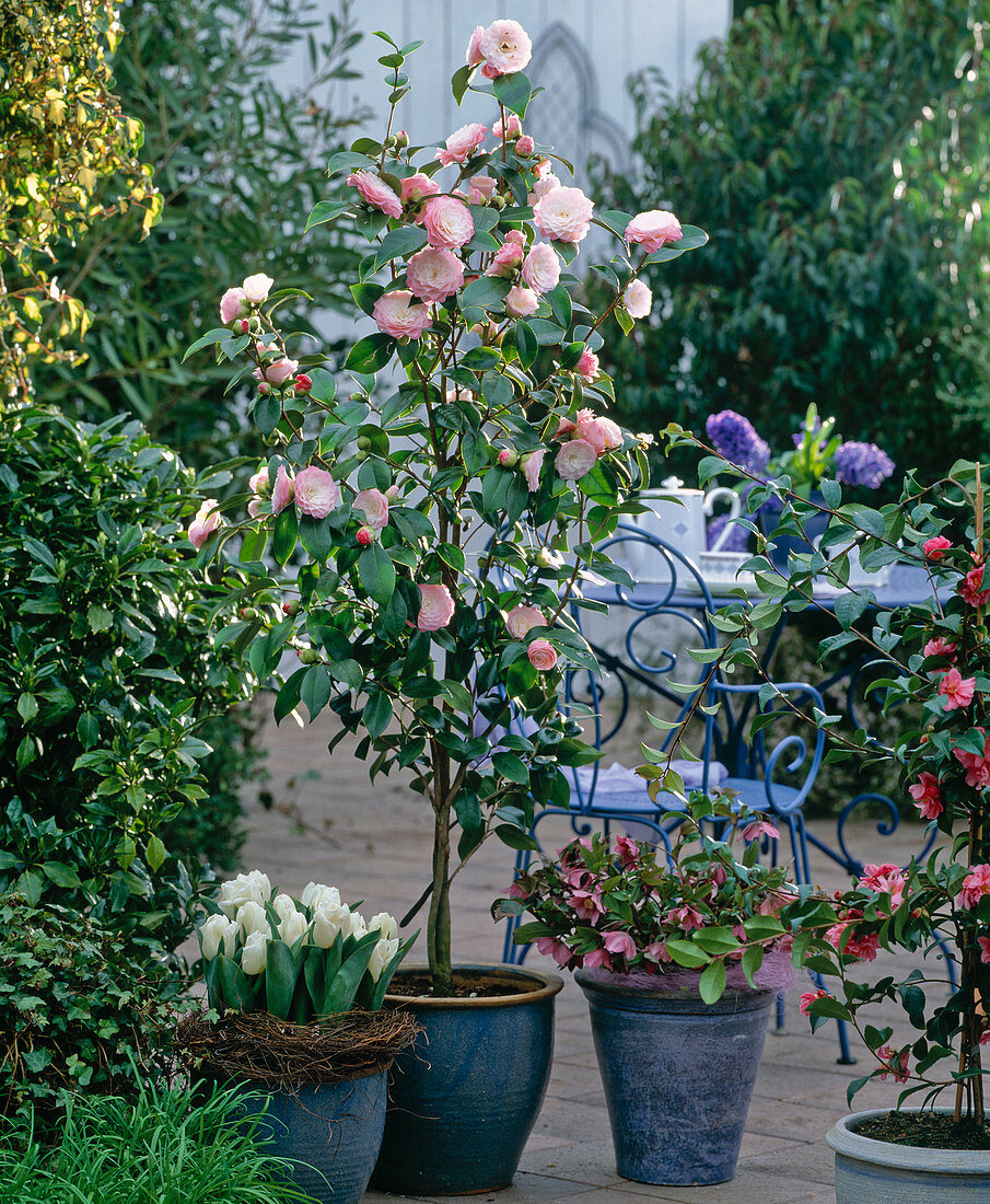 Camellia japonica 'Nuccio's Pearl', … – Acheter l'image – 12117673 ❘  living4media