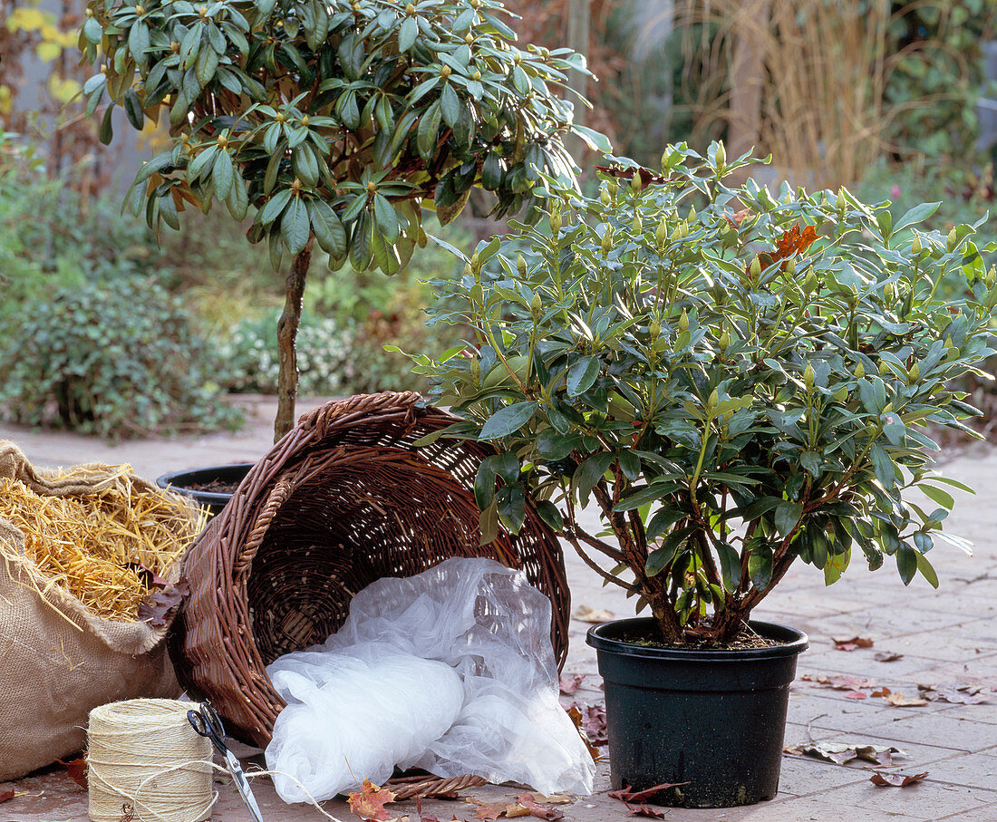 Protect rhododendron for the winter, put bales in straw-filled baskets