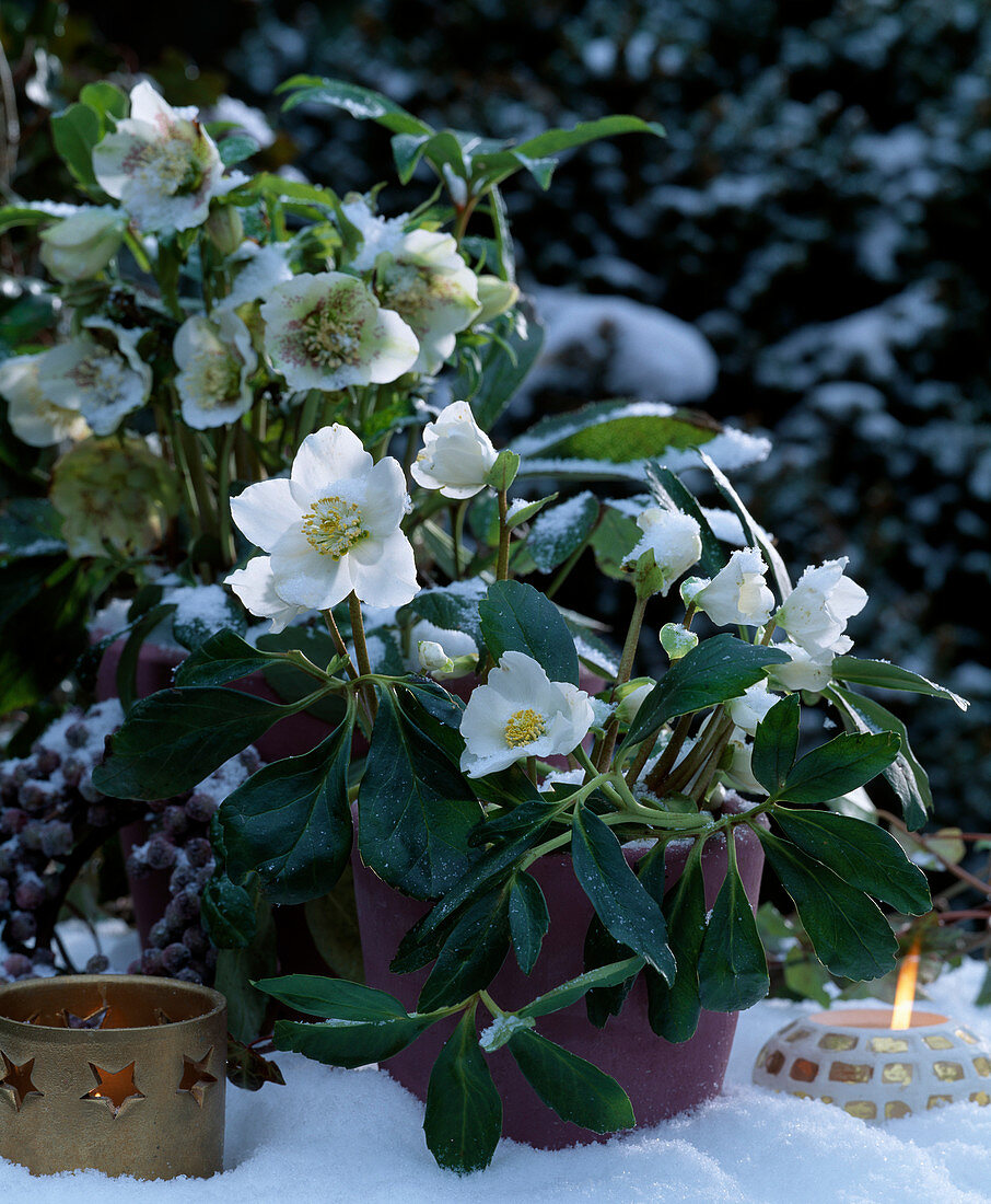 Helleborus niger (Christmas rose) in the snow