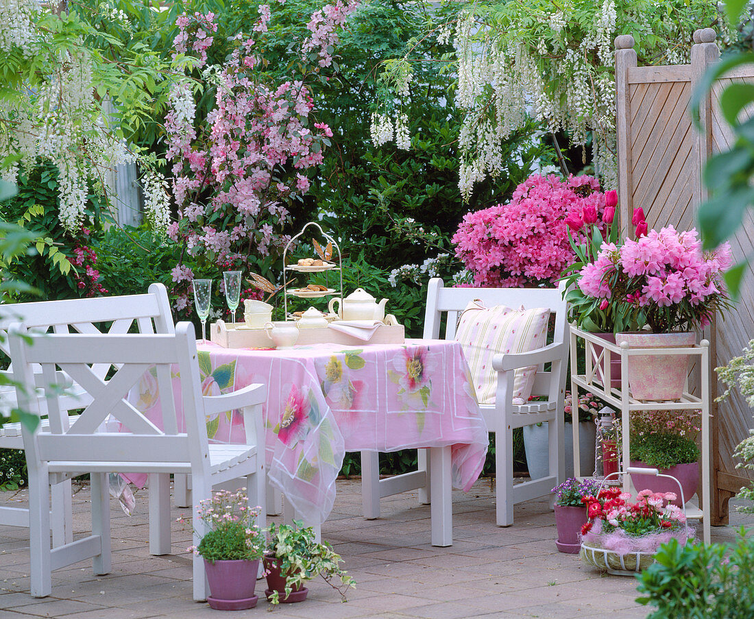Pink spring terrace with Wisteria sinensis 'Alba'