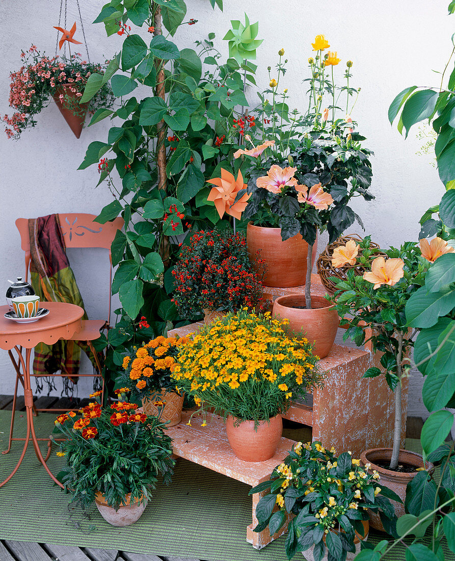 Balcony corner with shelves, Tagetes tenuifolia, Impatiens