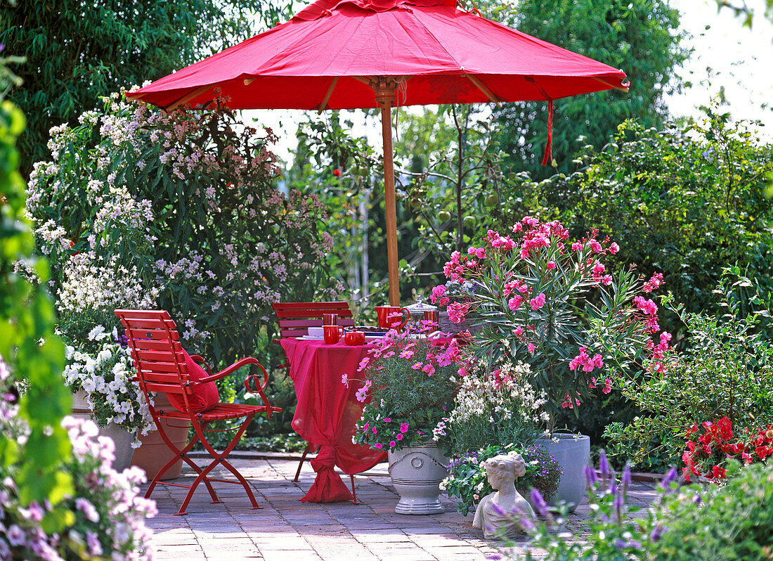 Terrasse mit Solanum bonariense, Nerium oleander