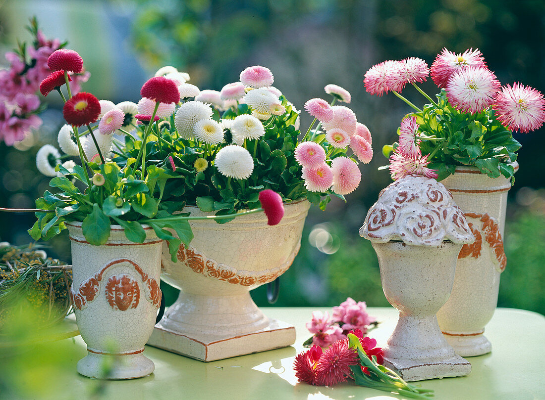 Bellis perennis 'Tasso Rot', 'Tasso Weiß', 'Tasso Rosa',