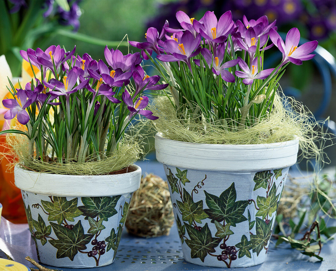 Crocus 'Ruby Giant' in Töpfen mit Serviettentechnik (Efeumuster)