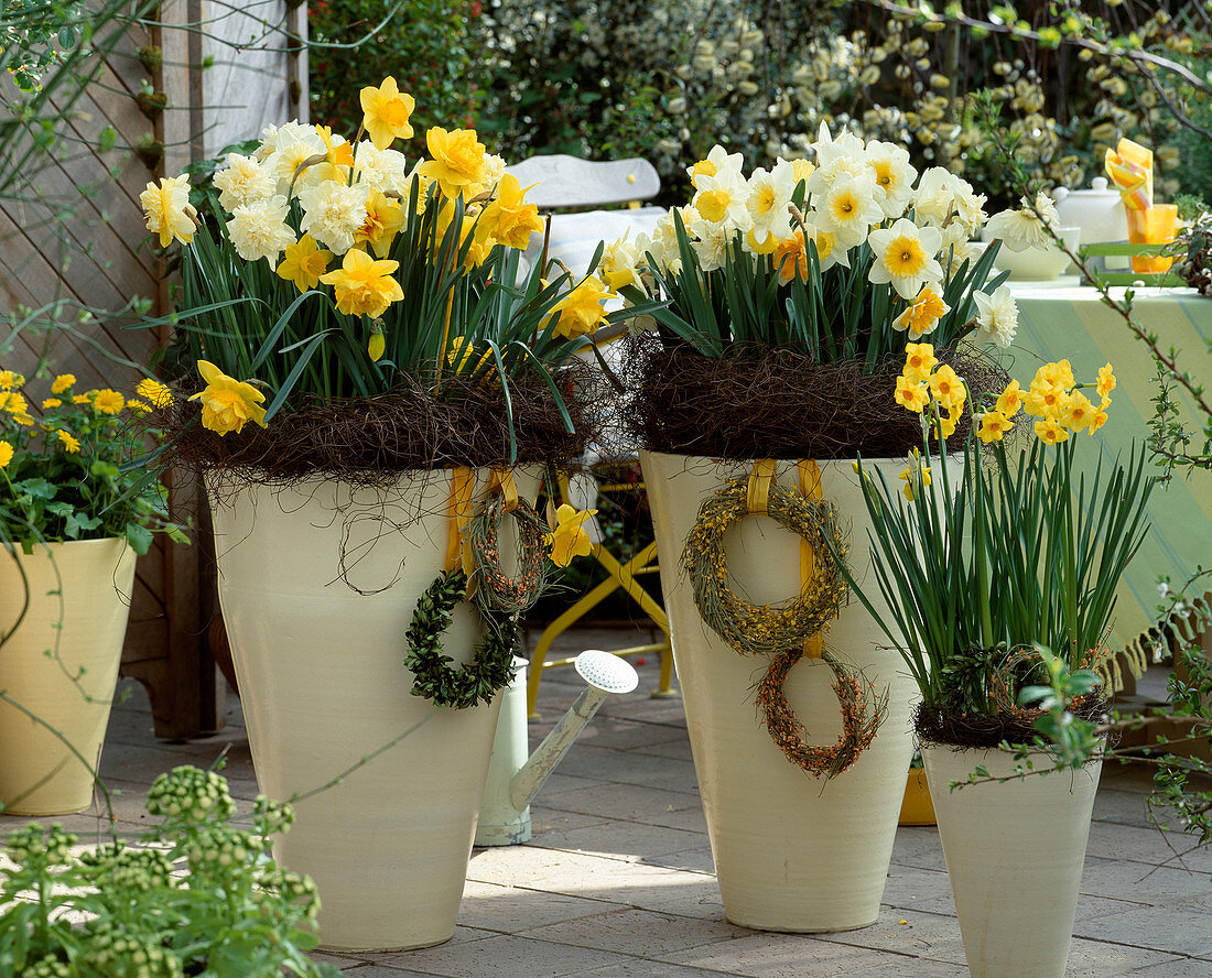 Cream yellow pots with narcissus
