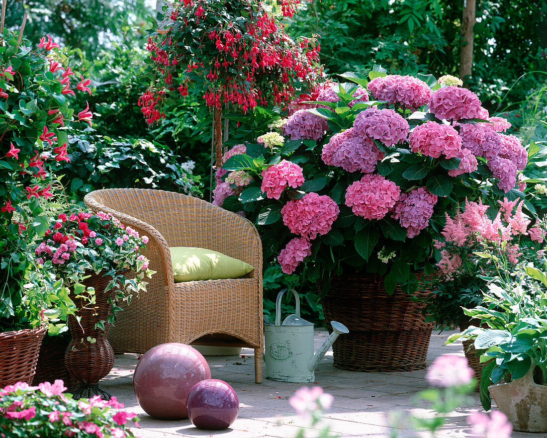 Schattenterrasse mit Hydrangea macrophylla / Hortensie,