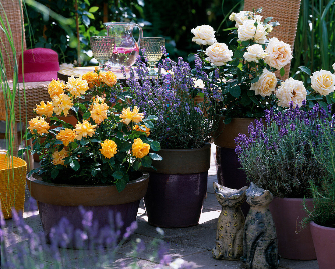 From the left, flower bed roses 'Lisa', Lavandula 'Cedar Blue', Edelrose