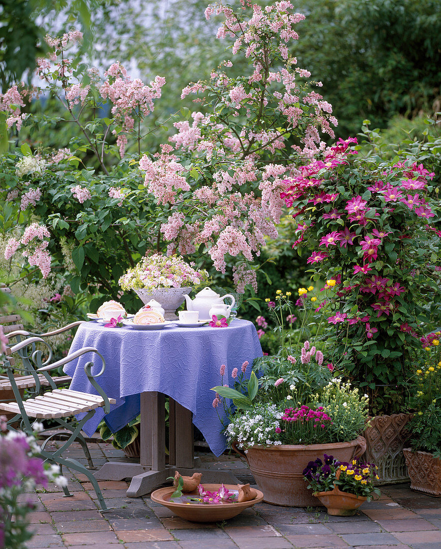 Terrace with Syringa, Clematis hybrid 'Pink Champagne',